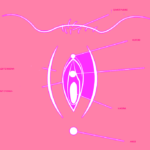 VULVA SHQIP