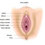 Anatomia e vagines shqip