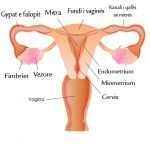 vaginalreproductivesystem_large222222
