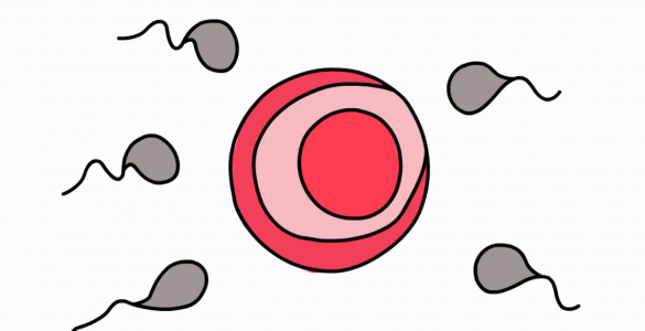 Si ndodh shtatzania ?