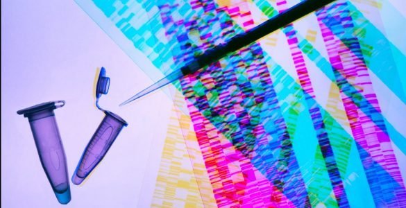 Madhesia e penisit eshte gjenetike