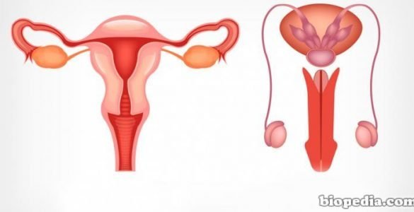 aparati gjenital mashkullor te njeriu