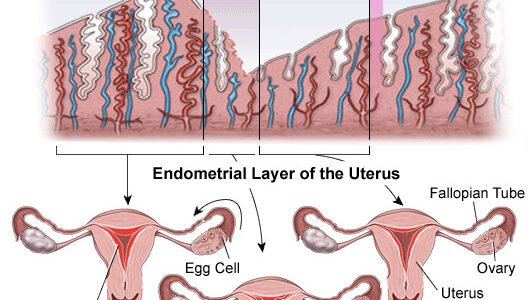 Mëso mbi ciklin mensrual