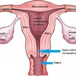 anatomia-1