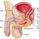 male_reproductive_organ