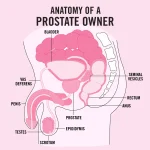 Prostate
