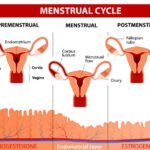 Pregnancy-Menstrual-Cycle