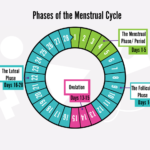 menstrual-cycle-1-1024×936-1