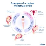 typical_menstrual_cycle