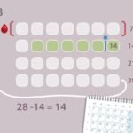 192a_menstruatiecyclus_tijdsindicatie_gemiddeld_28_dagen